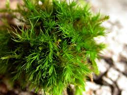 Attēlu rezultāti vaicājumam “| Dicranum”