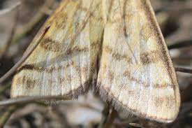 Attēlu rezultāti vaicājumam “Mecyna flavalis”