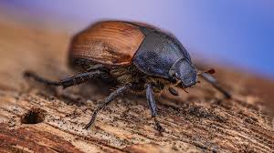 Attēlu rezultāti vaicājumam “Anomala dubia”