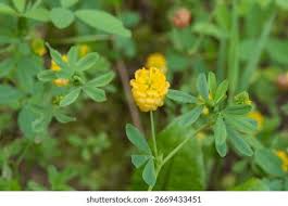 Attēlu rezultāti vaicājumam “Trifolium aureum leaf”