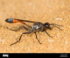 Attēlu rezultāti vaicājumam “Ammophila sp.”