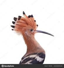 Image result for hoepoe