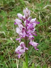 Attēlu rezultāti vaicājumam “Orchis militaris leaf”