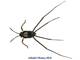 Attēlu rezultāti vaicājumam “Gerridae”