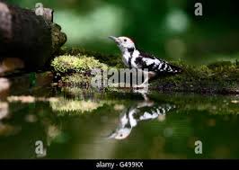 Attēlu rezultāti vaicājumam “Dendrocopos medius nest”