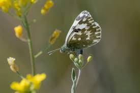 Attēlu rezultāti vaicājumam “Pontia edusa underside”