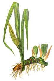Image result for Acorus calamus