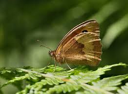 Attēlu rezultāti vaicājumam “Maniola jurtina female”