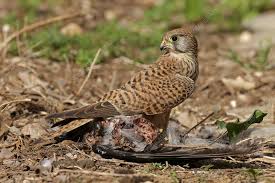 Attēlu rezultāti vaicājumam “Falco tinnunculus adult”