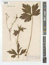 Attēlu rezultāti vaicājumam “Ranunculus lanuginosus bud”