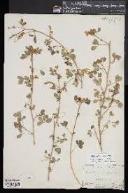 Attēlu rezultāti vaicājumam “Melilotus wolgicus”