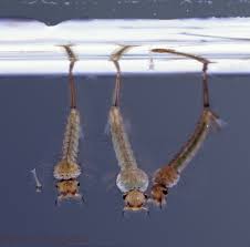 Attēlu rezultāti vaicājumam “Culex pipiens larva”