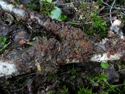 Attēlu rezultāti vaicājumam “Exidia cartilaginea”