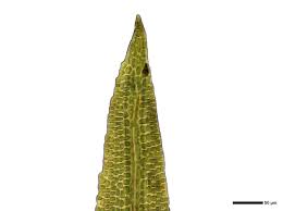 Attēlu rezultāti vaicājumam “Rhabdoweisia fugax”