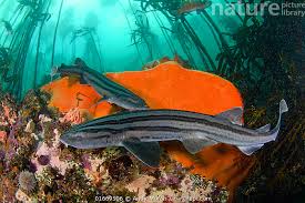 Image result for Poroderma africanum