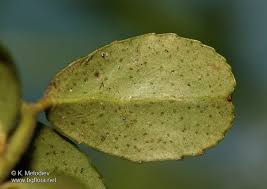 Attēlu rezultāti vaicājumam “Vaccinium vitis-idaea leaf”