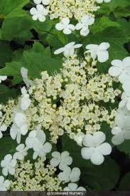 Attēlu rezultāti vaicājumam “Hydrangea arborescens flower”
