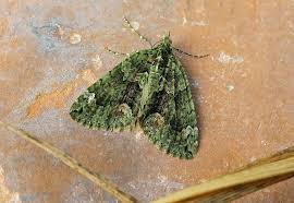 Attēlu rezultāti vaicājumam “Chloroclysta siterata”