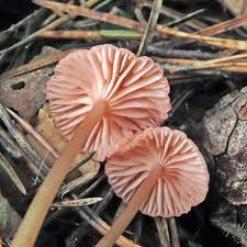 Attēlu rezultāti vaicājumam “Mycena rosella”