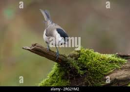 Attēlu rezultāti vaicājumam “Poecile palustris adult”