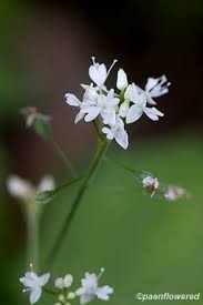 Attēlu rezultāti vaicājumam “Circaea alpina flower”