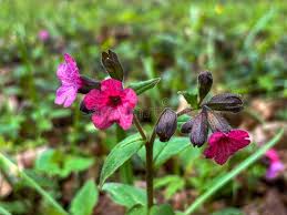 Image result for Pulmonaria officinalis
