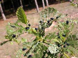 Attēlu rezultāti vaicājumam “Agelastica alni larva”