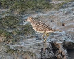Image result for Calidris subminuta