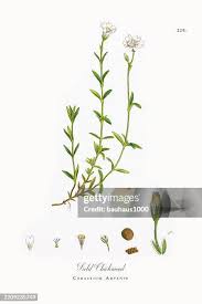 Attēlu rezultāti vaicājumam “Cerastium arvense leaf”