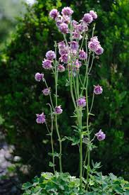 Image result for Aquilegia vulgaris `Nora Barlow`