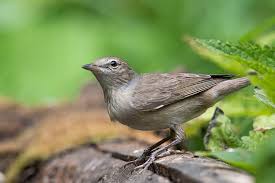 Attēlu rezultāti vaicājumam “Sylvia borin adult”