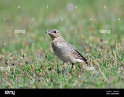 Attēlu rezultāti vaicājumam “Oenanthe oenanthe juvenile”