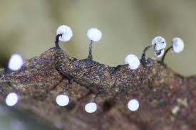 Attēlu rezultāti vaicājumam “Didymium nigripes macro”