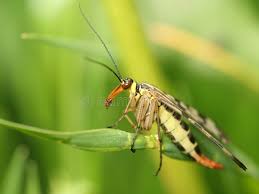 Attēlu rezultāti vaicājumam “Panorpa communis”