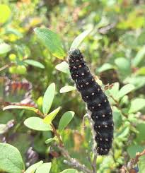 Attēlu rezultāti vaicājumam “Acronicta auricoma larva”