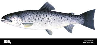 Image result for Salmo trutta trutta