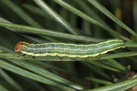 Attēlu rezultāti vaicājumam “Panolis flammea”