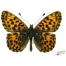 Attēlu rezultāti vaicājumam “Coenonympha arcania underside”