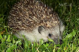 Attēlu rezultāti vaicājumam “Erinaceus roumanicus”