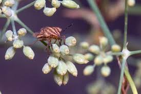 Attēlu rezultāti vaicājumam “Graphosoma lineatum nymph”