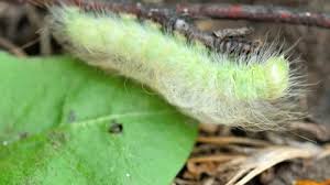 Attēlu rezultāti vaicājumam “Acronicta leporina larva”