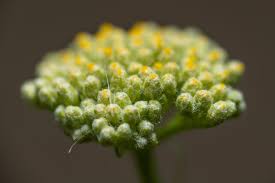 Attēlu rezultāti vaicājumam “Thalictrum flavum bud”