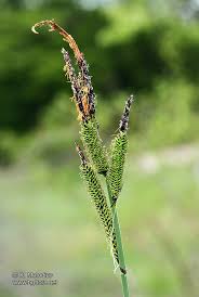 Attēlu rezultāti vaicājumam “Carex elata flower”