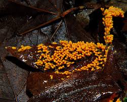 Attēlu rezultāti vaicājumam “Leocarpus fragilis spores”