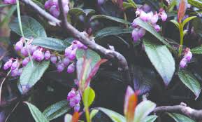 Attēlu rezultāti vaicājumam “Gaultheria cuneata”