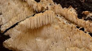 Attēlu rezultāti vaicājumam “Dentipellis fragilis”