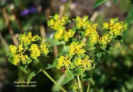 Attēlu rezultāti vaicājumam “Euphorbia palustris flower”