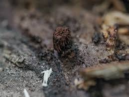 Attēlu rezultāti vaicājumam “Stemonitis fusca plasmodium”