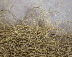 Attēlu rezultāti vaicājumam “Ramalina thrausta”