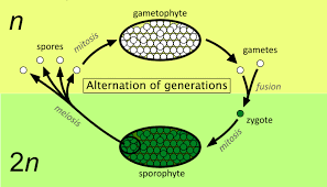 Attēlu rezultāti vaicājumam “Hygrohypnum luridum sporophyte”